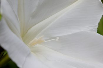 Ipomoea alba (Moonflower)