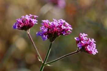 Verbena bonariensis