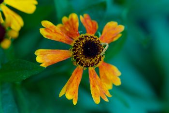 Sneezeweed (Helenium ‘Mardi Gras’)