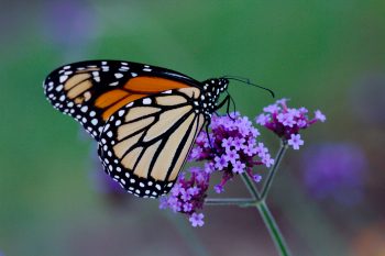 Monarch Butterfly (Danaus plexippus)