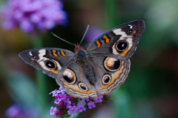 Junonia coenia (Common Buckeye)