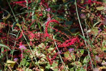 Persicaria virginiana ‘Painter’s Palette’ 