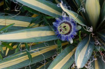 Blue Passion Flower and Variegated Yucca