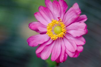 Anemone hupehensis var. japonica ‘Pamina’