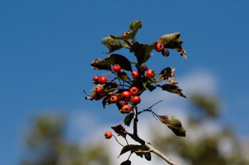 <em>Crataegus viridis</em> ‘Winter King’