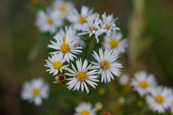 Fleabane (Erigeron)