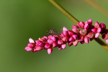 Pennsylvania smartweed (Persicaria pensylvanica) and Asian Tiger Mosquito (Aedes albopictus)