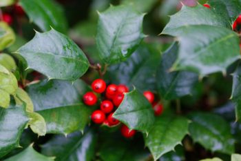 Holly Berries