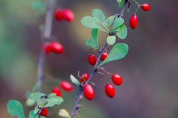 <em>Berberis thunbergii</em> (Japanese barberry)