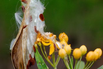 Yellow Asclepias