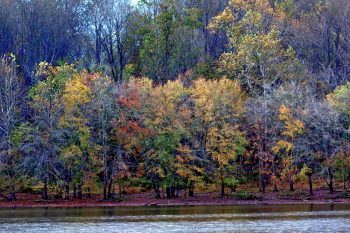 Trees by Lake Frank