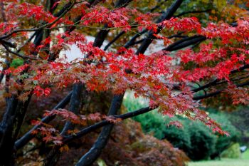 Japanese Maples