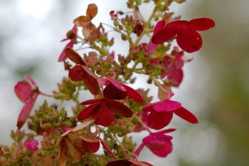 Pink Hydrangea