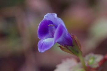 Torenia ‘Summer Wave’