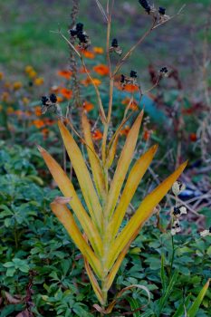 Iris domestica and Marigolds