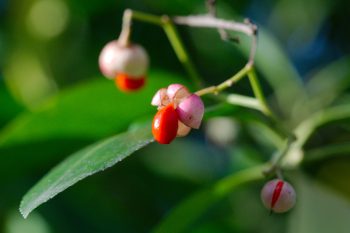 Euonymus Berries