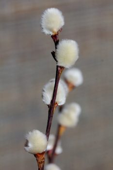 Pussy Willow (Salix)