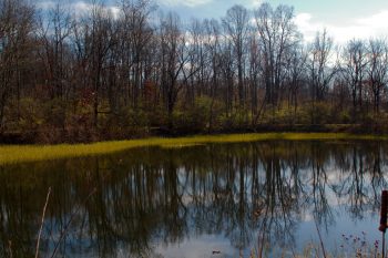 The Pond