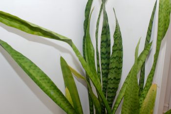 Snakeplant (Sansevieria trifasciata)