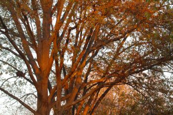 Trees at Dusk