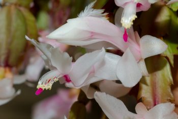 Schlumbergera truncata (Thanksgiving Cactus)