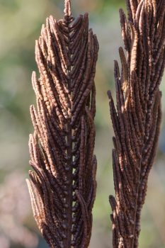 Sensitive Fern (Onoclea sensibilis)