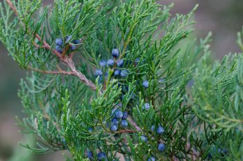 Juniper Berries