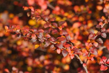 Japanese Barberry (Berberis thunbergii)