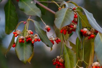 Euonymus Berries