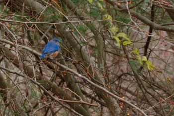 Eastern Bluebird (Sialia sialis)