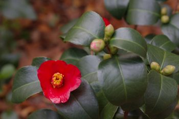 Camellia japonica 'Hokkaido Red'