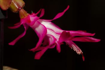 Schlumbergera truncata (Thanksgiving Cactus)