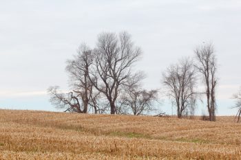 Farm Skyline in Winter