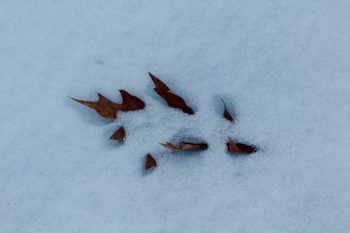 A Leaf In The Snow