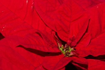 Poinsettia (Euphorbia pulcherrima)