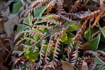 Frost on Fern Fronds