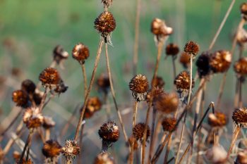 Black-eyed Susan Seeds