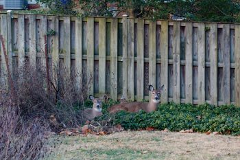 White-tailed Deer