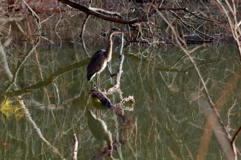 Great Blue Heron (Ardea herodias)