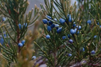 Juniper Leaves and Berries