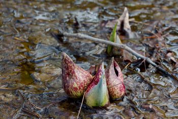 Skunk Cabbage (Symplocarpus foetidus)