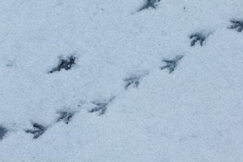Bird Tracks In The Snow