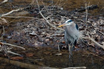 Great Blue Heron (Ardea herodias)