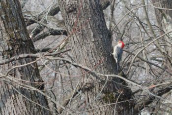 Red-bellied Woodpecker (Melanerpes carolinus)