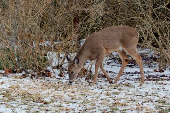 Eastern White-tailed Deer (Odocoileus virginianus)