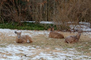 Eastern White-tailed Deer (Odocoileus virginianus)