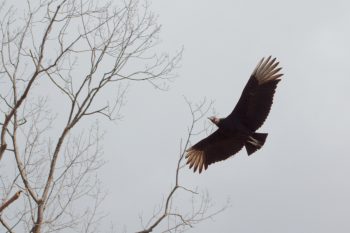 Black Vulture (Coragyps atratus)