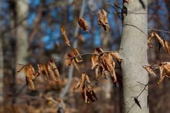 Beech Leaves