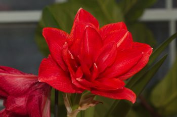 Amaryllis