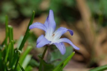 Chionodoxa forbesii